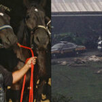 A Man Released 56 Wild Animals Into an Ohio Town, Then Shot Himself
