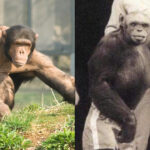 Human Ape Army 2