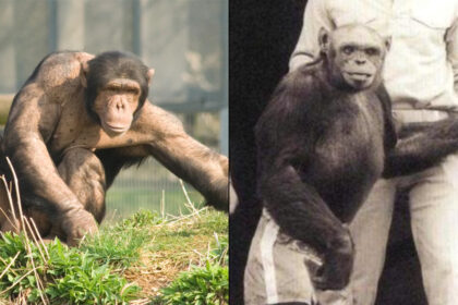Human Ape Army 2
