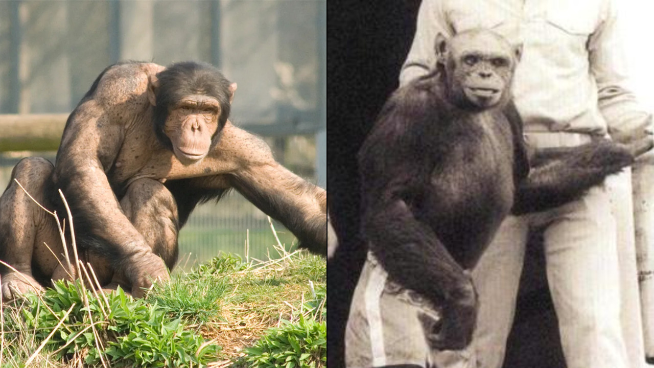 Human Ape Army 2