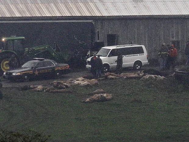 Sheriff's deputies and Columbus Zoo staff stood beside the bodies of exotic animals shot near Terry Thompson's farm outside Zanesville, Ohio, on Oct. 19, 2011.