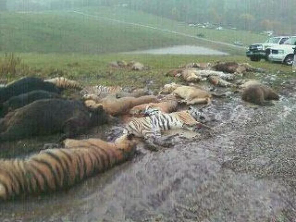 Dead exotic animals near Zanesville, Ohio, October 19, 2011, after Terry Thompson released 50 wild animals from his private farm before killing himself.