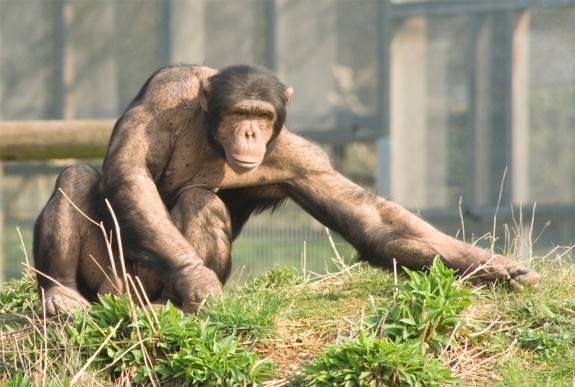 A common chimpanzee (Pan troglodytes) at a primate sanctuary. Chimpanzees share approximately 98.7 percent of their DNA with humans, a biological proximity that made them the subject of Ilya Ivanov's 1926–1927 insemination experiments in Conakry, French Guinea.
