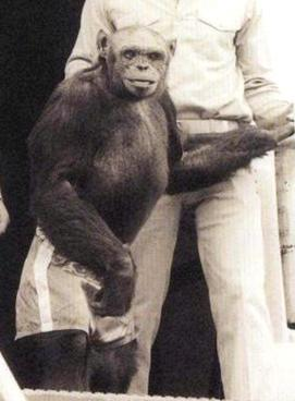 Oliver the chimp, 1970s. Once billed as a human-ape hybrid, DNA tests in 1996 proved he was just a chimpanzee.