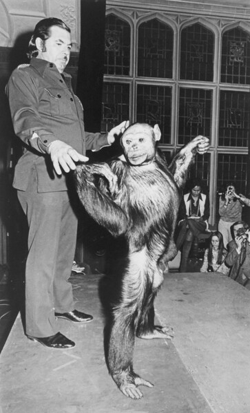 Oliver the chimp wowed crowds in the 1970s by walking upright naturally. Promoters charged admission, claiming he was proof of a human-ape hybrid.
