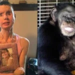 Travis the Chimpanzee Was Sandra Herold's World. On February 16, 2009, He Destroyed Her Best Friend.