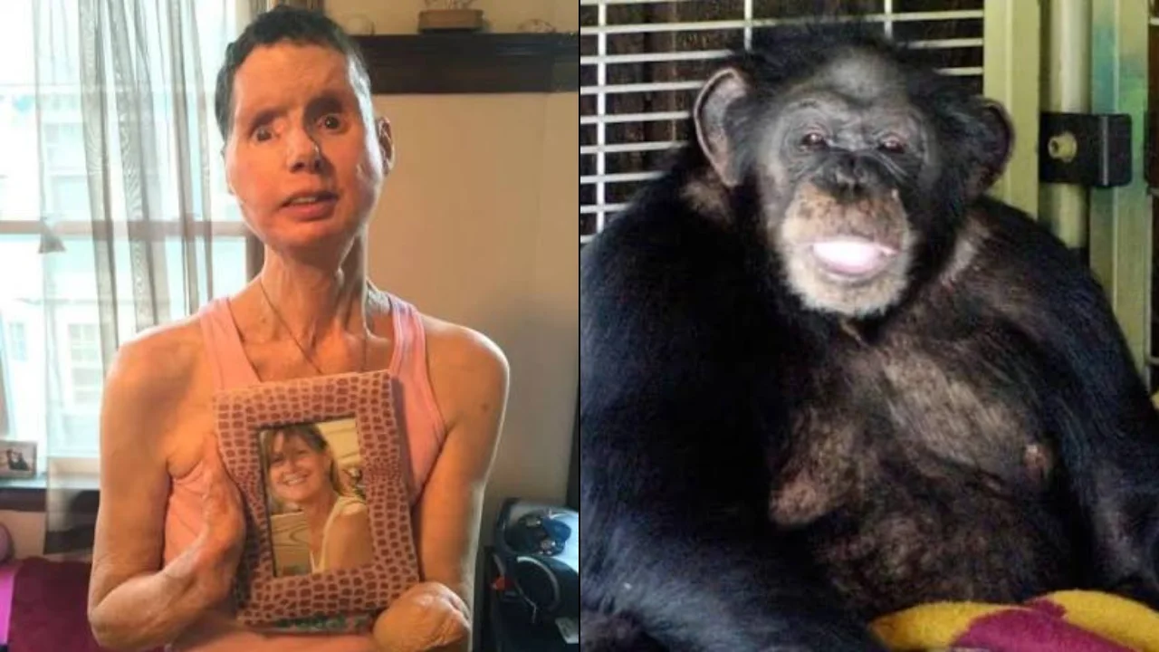 Travis the Chimpanzee Was Sandra Herold's World. On February 16, 2009, He Destroyed Her Best Friend.