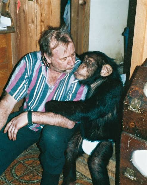 Travis the Chimpanzee Was Sandra Herold's World. On February 16, 2009, He Destroyed Her Best Friend. 3 Travis the chimpanzee escaped the Herolds' car in downtown Stamford, Connecticut, on October 19, 2003, after a pedestrian threw a bottle through the window. Police spent several hours luring him back with food before finally subduing him with a tranquilizer dart.